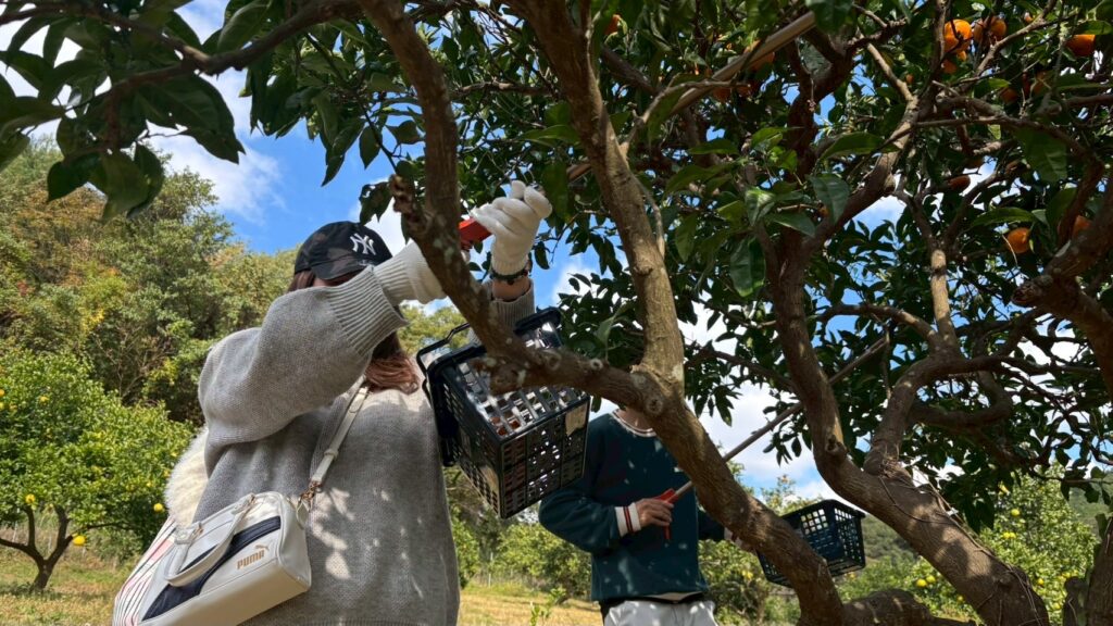 みかん狩り in新宮 - 香椎建設株式会社